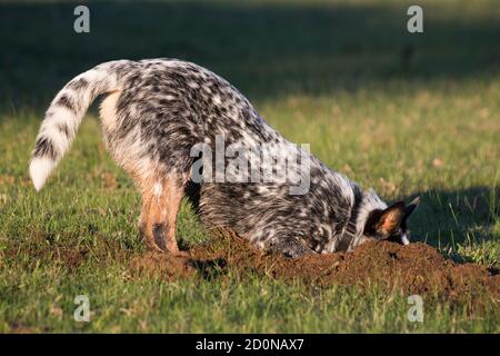 Chien d'élevage australien (chien d'élevage bleu) creuser un trou dans l'herbe Banque D'Images