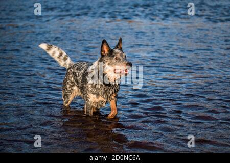 Chien de bétail australien (Blue Heeler) jouant FETCH dans l'eau Banque D'Images