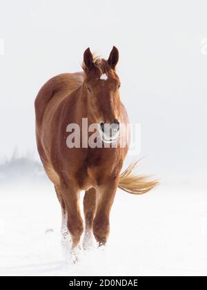 Un cheval de Suffolk Punch dans un enclos de neige profonde en hiver. Banque D'Images