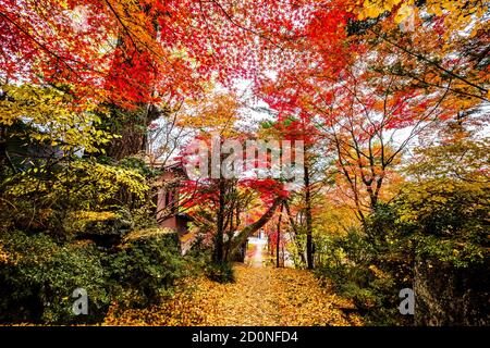 Jardin coloré en automne à Takayama Banque D'Images
