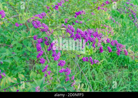 Baies de lilas d'un Callicarpa dans le jardin Banque D'Images