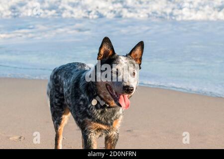 Chien de bétail australien debout sur la plage au soleil gros plan avec une onde de rupture en arrière-plan Banque D'Images