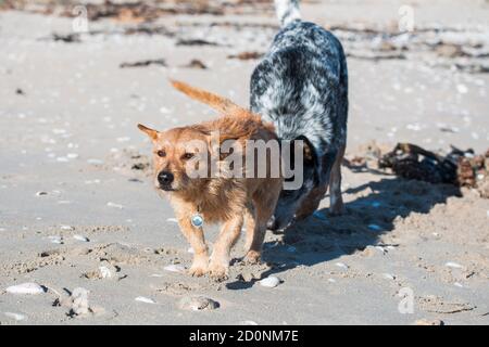 Les chiens se rencontrent sur la plage et se renifle les uns les autres Banque D'Images