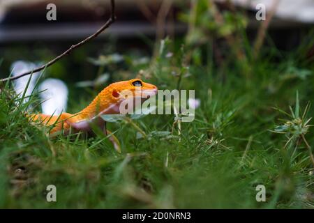 Les geckos de léopard sont l'un des animaux de compagnie de lézard les plus populaires. Il s'agit probablement de la première espèce de lézard domestiqué. Banque D'Images