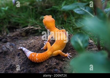 Les geckos de léopard sont l'un des animaux de compagnie de lézard les plus populaires. Il s'agit probablement de la première espèce de lézard domestiqué. Banque D'Images