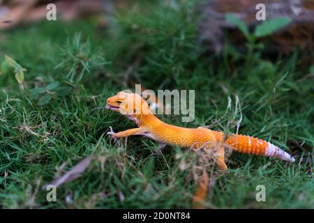 Les geckos de léopard sont l'un des animaux de compagnie de lézard les plus populaires. Il s'agit probablement de la première espèce de lézard domestiqué. Banque D'Images