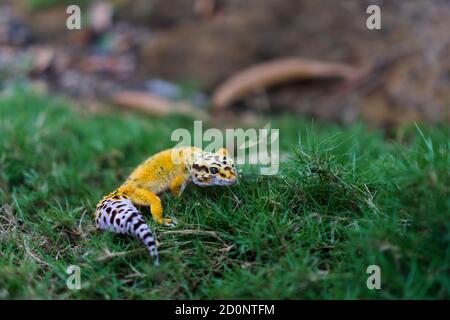 Les geckos de léopard sont l'un des animaux de compagnie de lézard les plus populaires. Il s'agit probablement de la première espèce de lézard domestiqué. Banque D'Images