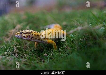 Les geckos de léopard sont l'un des animaux de compagnie de lézard les plus populaires. Il s'agit probablement de la première espèce de lézard domestiqué. Banque D'Images