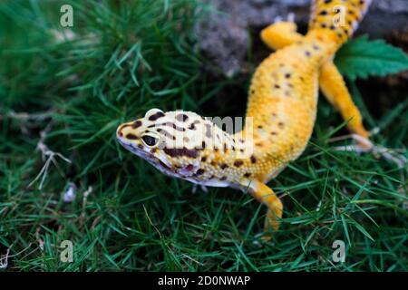 Les geckos de léopard sont l'un des animaux de compagnie de lézard les plus populaires. Il s'agit probablement de la première espèce de lézard domestiqué. Banque D'Images