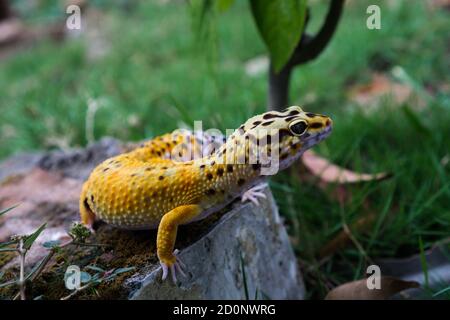 Les geckos de léopard sont l'un des animaux de compagnie de lézard les plus populaires. Il s'agit probablement de la première espèce de lézard domestiqué. Banque D'Images