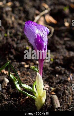 Fleur d'un crocus violet. Mise au point sélective, gros plan Banque D'Images