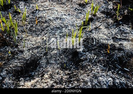 Les jeunes herbes vertes poussent du sol brûlé recouvert de cendres. Banque D'Images