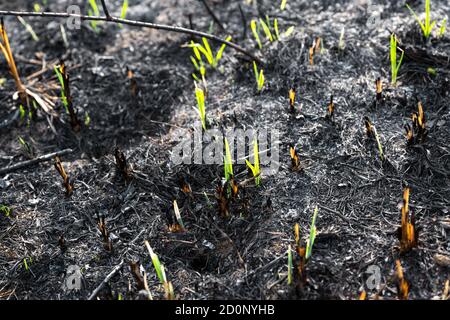 Les jeunes herbes vertes poussent du sol brûlé recouvert de cendres. Banque D'Images