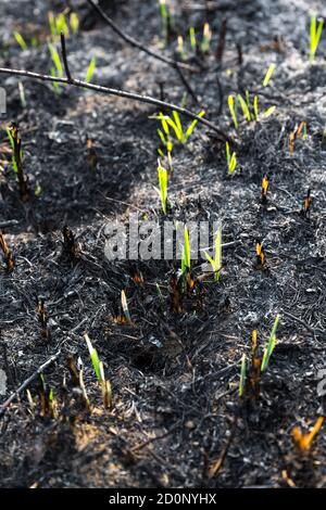 Les jeunes herbes vertes poussent du sol brûlé recouvert de cendres. Banque D'Images