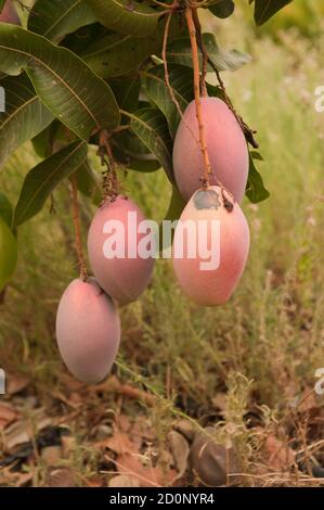 Récolte de fruits frais de mangue de la ferme biologique par les agriculteurs. Boîte fond culture de produit tropical Banque D'Images