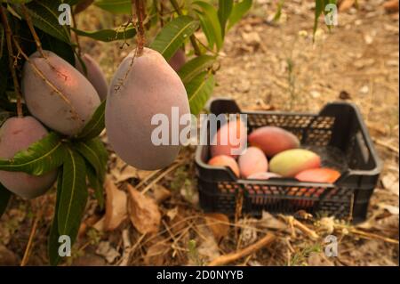 Récolte de fruits frais de mangue de la ferme biologique par les agriculteurs. Boîte fond culture de produit tropical Banque D'Images