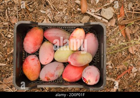 Récolte de fruits frais en boîte de mangue de la ferme biologique par les agriculteurs. Cultivaron tropical. Banque D'Images