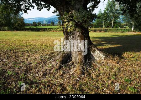 Un vieux tronc d'arbre avec de fortes racines épaisses pousse d'un pré. Banque D'Images