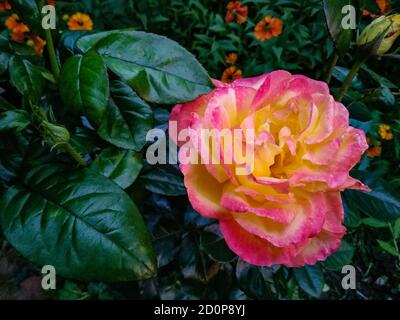 Belle fleur rose de rose - plante vivace boisée à fleurs Banque D'Images