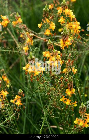 Burn Jelly Plant Bulbine frutescens. Banque D'Images