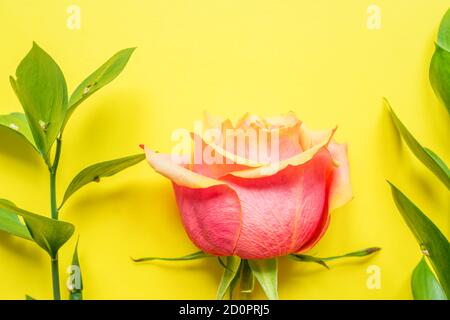 Cadre en feuilles vertes et rose sur fond jaune. Flat lay, vue de dessus, espace de copie Banque D'Images