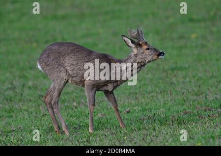 Re adultes buck dans vlevet, encore en manteau d'hiver. Dorset, UK Banque D'Images