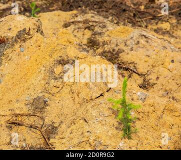 Reboisement après coupe à blanc , petite plantation d'épinette d'Europe ( picea abies ) plantée sur un sol sablonneux à l'été, en Finlande Banque D'Images