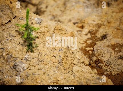 Reboisement après coupe à blanc , petite plantation d'épinette d'Europe ( picea abies ) plantée sur un sol sablonneux à l'été, en Finlande Banque D'Images