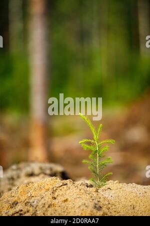 Reboisement après coupe à blanc , petite plantation d'épinette d'Europe ( picea abies ) plantée sur un sol sablonneux à l'été, en Finlande Banque D'Images