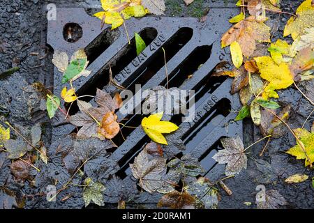 Feuilles d'automne sur une grille de rue pluvieuse Banque D'Images