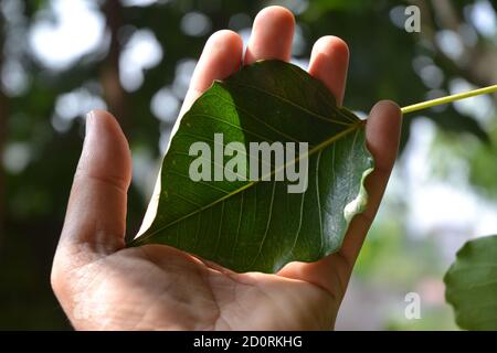 feuille de peepal dans la main humaine. Banque D'Images
