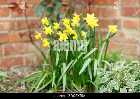 Jonquilles naines jaunes, narcissi tete a tete dans un lit de fleurs de printemps, Royaume-Uni Banque D'Images