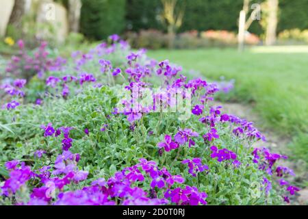 Fleurs d'Aubrieta (aubretia), plante vivace en fleur dans un jardin britannique Banque D'Images