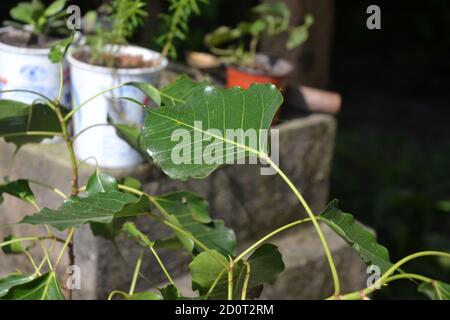 Ficus religiosa ou figues sacrées est une espèce de figues indigène au sous-continent indien. Plantes et feuilles. Banque D'Images