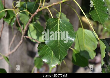 Ficus religiosa ou figues sacrées est une espèce de figues indigène au sous-continent indien. Plantes et feuilles. Banque D'Images