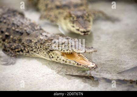 Bebe Crocodile De Cuba Crocodylus Rhombifer L Aquarium De Skansen Stockholm Suede Photo Stock Alamy