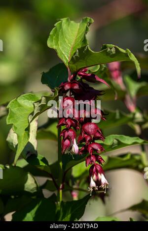 Leycesteria formosa un rouge violet été automne automne floraison arbuste Communément appelé himalayan Honeysuckle stock photo image Banque D'Images