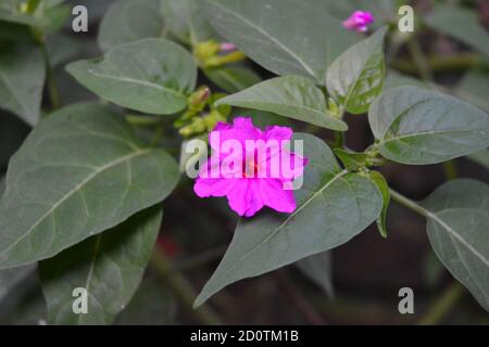 fleurs mirabilis aux feuilles vertes dans un jardin. Banque D'Images