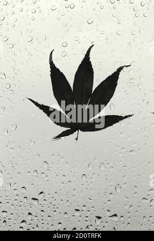 Photographie de feuilles automnales collées sur une fenêtre humide, recouvertes de perles de gouttes de pluie. Concept de la saison d'automne Banque D'Images