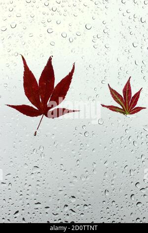 Photographie de feuilles automnales collées sur une fenêtre humide, recouvertes de perles de gouttes de pluie. Concept de la saison d'automne Banque D'Images