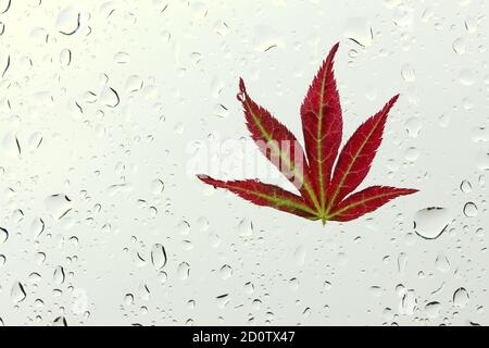 Photographie de feuilles automnales collées sur une fenêtre humide, recouvertes de perles de gouttes de pluie. Concept de la saison d'automne Banque D'Images