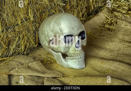 Tête crâne humain sur l'halloween, symbole et religion Banque D'Images