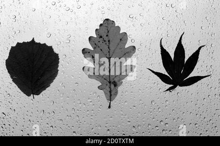 Photographie de feuilles automnales collées sur une fenêtre humide, recouvertes de perles de gouttes de pluie. Concept de la saison d'automne Banque D'Images