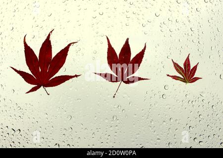 Photographie de feuilles automnales collées sur une fenêtre humide, recouvertes de perles de gouttes de pluie. Concept de la saison d'automne Banque D'Images