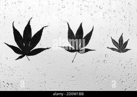 Photographie de feuilles automnales collées sur une fenêtre humide, recouvertes de perles de gouttes de pluie. Concept de la saison d'automne Banque D'Images