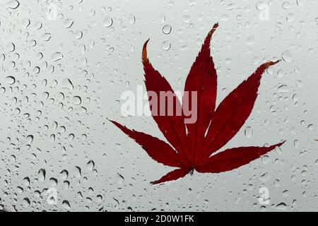 Photographie de feuilles automnales collées sur une fenêtre humide, recouvertes de perles de gouttes de pluie. Concept de la saison d'automne Banque D'Images