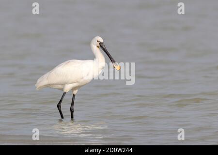 Common spoonbill ( Platalea leucorodia) , se dresse en eau peu profonde, Parc National Neusiedler See, Burgenland, Autriche, Europe Banque D'Images