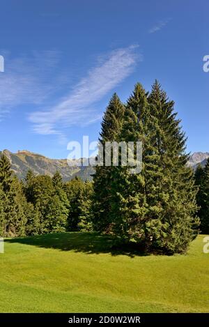 Spruques de montagne ( Picea abies) sur un pré de montagne, Alpes d'Allgäu, Allgäu, Bavière, Allemagne, Europe Banque D'Images