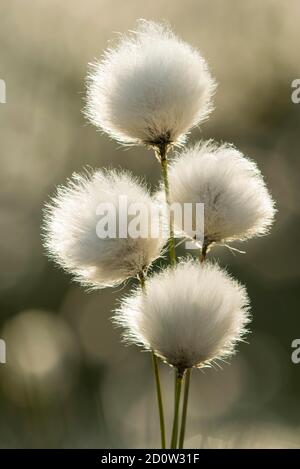 Coton de queue de lièvre ( Eriophorum vaginatum) dans la tourbière, peuplement de fruits, fleur d'herbe de coton, Basse-Saxe, Allemagne, Europe Banque D'Images