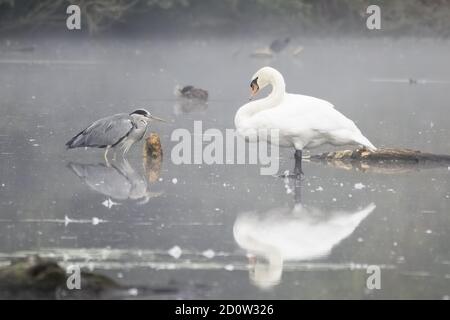 Le grand cormoran ( Phalacrocorax carbo) se trouve sur bois mort dans l'eau, Hesse, Allemagne, Europe Banque D'Images